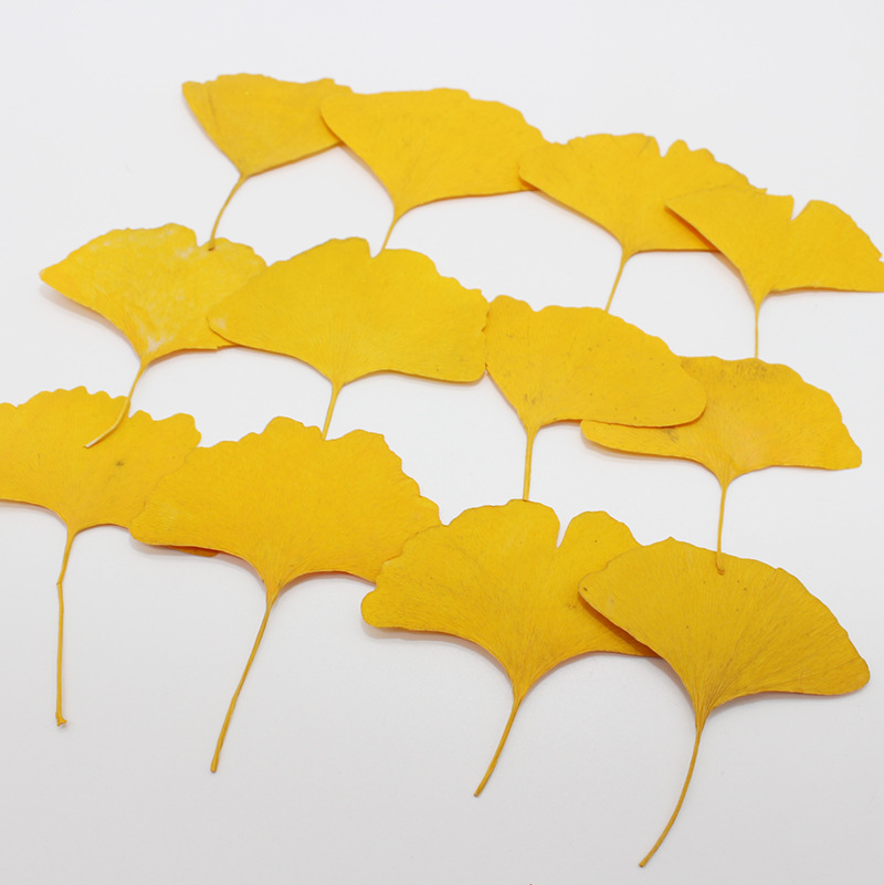 Yellow Phone Accessories - 60 Pezzi di Foglie di Ginkgo