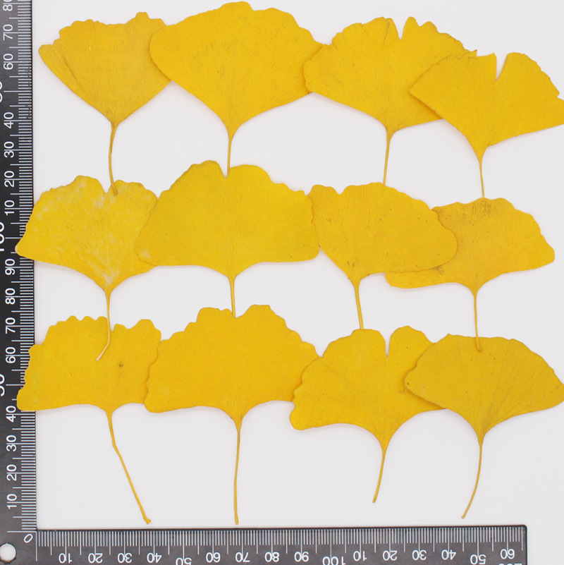 60 Pezzi di Foglie di Ginkgo B - Yellow Phone Accessories recensione e prezzo